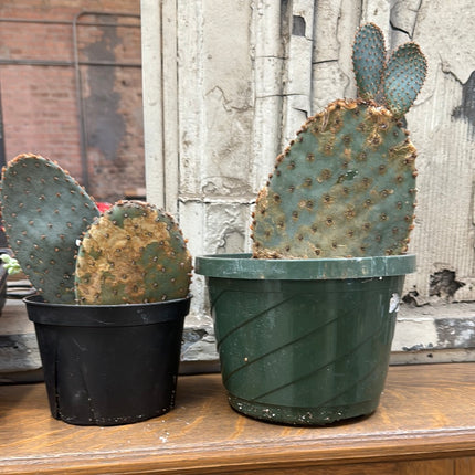 Medium Cactus