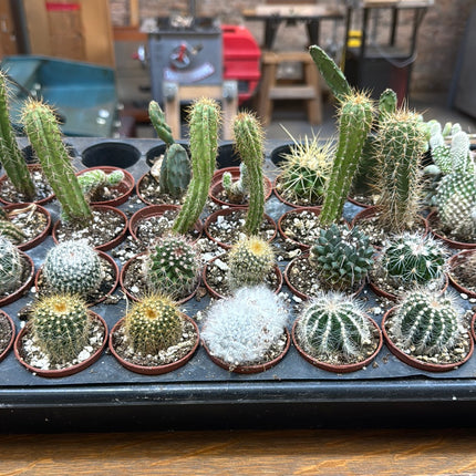 Small Cactus